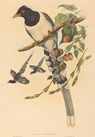 筇竹 作者 John Gould and H.C. Richter
