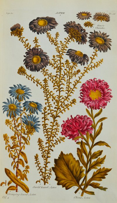 紫ster，1795-73年 作者 约翰·希尔