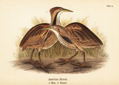 American bittern, Botaurus lentiginosus, male 1, female 2 作者 约翰·詹姆斯（后）奥杜邦