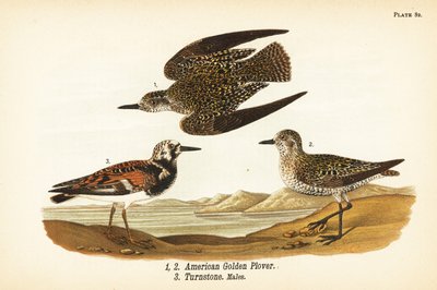 American golden plover, Pluvialis dominica 1,2, and ruddy turnstone, Arenaria interpres turnstone 3 作者 约翰·詹姆斯（后）奥杜邦
