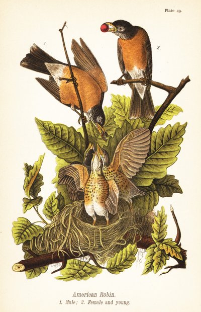 American robin, Turdus migratorius, male 1, female 2 and young in nest 作者 约翰·詹姆斯（后）奥杜邦