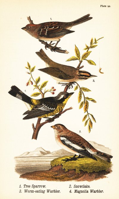 美国树麻雀、Spizelloides arborea 1、雪花或雪鹀、Plectrophenax nivalis 2、食虫莺、Helmitheros vermivorum 3 和玉兰莺、 Setophaga magnolia 4 作者 约翰·詹姆斯（后）奥杜邦