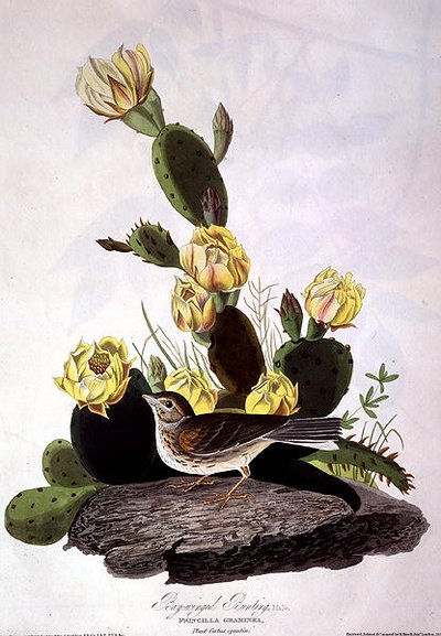 湾翅鹀，出自《美国鸟类》，由罗伯特-哈维尔（1793-1878）1830年雕刻（彩色雕刻）。 作者 约翰·詹姆斯（后）奥杜邦
