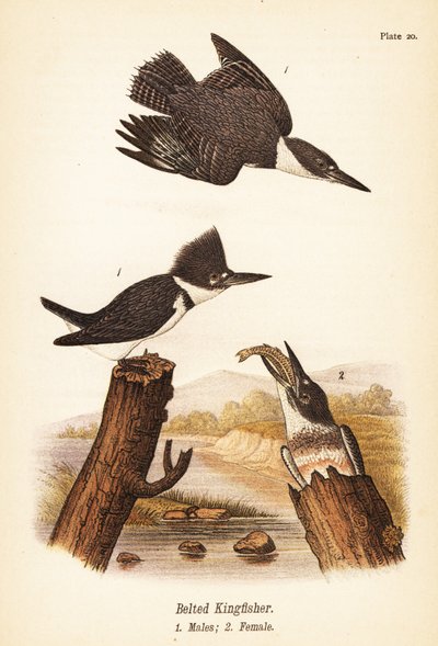 带状翠鸟, Megaceryle alcyon, 雄性 1, 雌性 2 作者 约翰·詹姆斯（后）奥杜邦