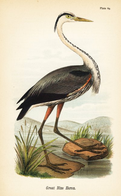 大蓝鹭，Ardea herodias 作者 约翰·詹姆斯（后）奥杜邦