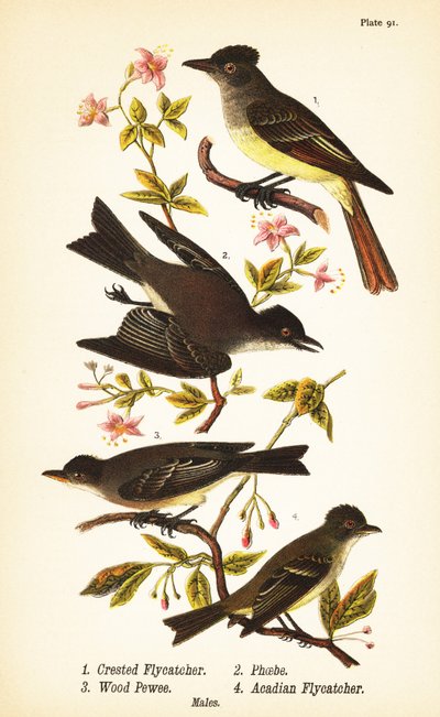 Great crested flycatcher, Myiarchus crinitus 1, eastern phoebe, Sayornis phoebe 2, eastern wood-pewee, Contopus virens 3, and acadian flycatcher, Empidonax virescens 4 作者 约翰·詹姆斯（后）奥杜邦