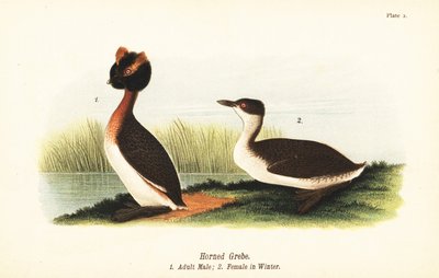 有角的格里布、Podiceps auritus、成年雄性1和冬天全身羽毛的雌性 作者 约翰·詹姆斯（后）奥杜邦