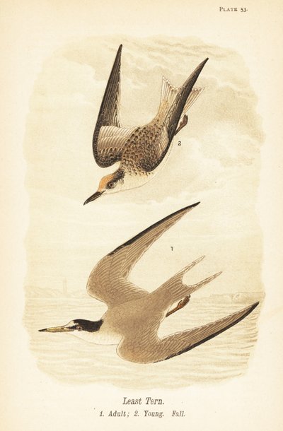 最小燕鸥, Sternula antillarum, 成虫 1, 幼鸟, 秋羽 2 作者 约翰·詹姆斯（后）奥杜邦
