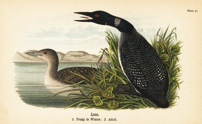 Loon, Gavia immer, 冬季幼鱼 1, 成人 2 作者 约翰·詹姆斯（后）奥杜邦