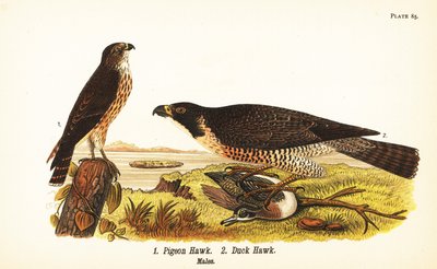 Merlin、Falco columbarius 1 和游隼与鸭子、Falco peregrinus 2 作者 约翰·詹姆斯（后）奥杜邦