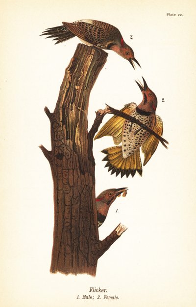 北方闪烁，Colaptes auratus 作者 约翰·詹姆斯（后）奥杜邦