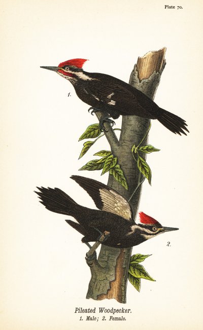 Pileated woodpecker, Dryocopus pileatus, male 1, female 2 作者 约翰·詹姆斯（后）奥杜邦