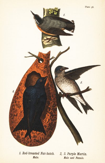 红胸黄雀，Sitta canadensis，雄性1，和紫貂，Progne subis，雄性2，雌性3 作者 约翰·詹姆斯（后）奥杜邦