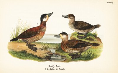 红鸭, Oxyura jamaicensis, 雄性 1,2, 雌性 3 作者 约翰·詹姆斯（后）奥杜邦