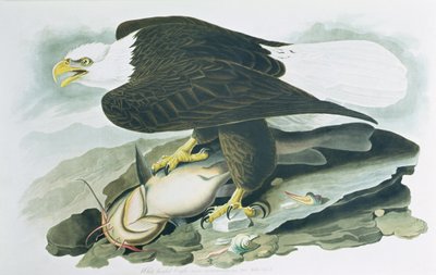 美洲鸟类》中的秃头鹰，R. Havell 1829 年雕刻m （彩色雕刻）。 作者 约翰·詹姆斯（后）奥杜邦