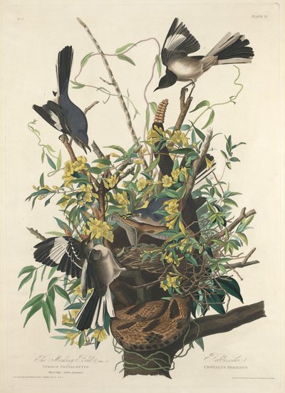 嘲笑鸟 作者 John James (after) Audubon