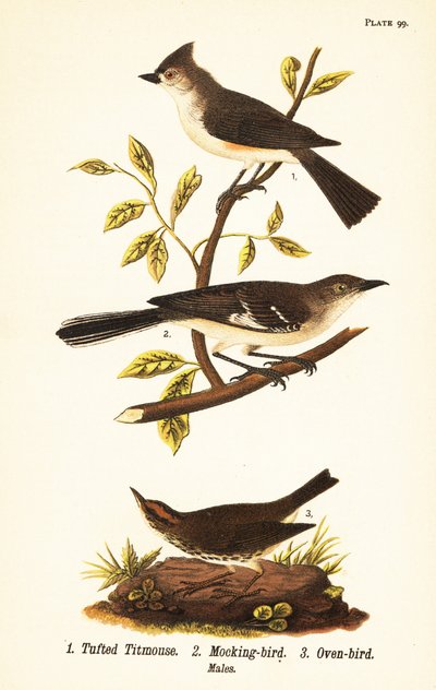 簇绒山雀、双色 Baeolophus、北方知更鸟、Mimus polyglottos 和烤箱鸟、Seiurus aurocapilla 作者 约翰·詹姆斯（后）奥杜邦