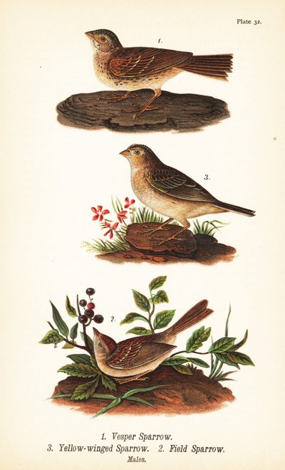 Vesper麻雀，Pooecetes gramineus 1，蚱蜢麻雀，Ammodramus savannarum 2和野麻雀，Spizella pusilla 3 作者 约翰·詹姆斯（后）奥杜邦