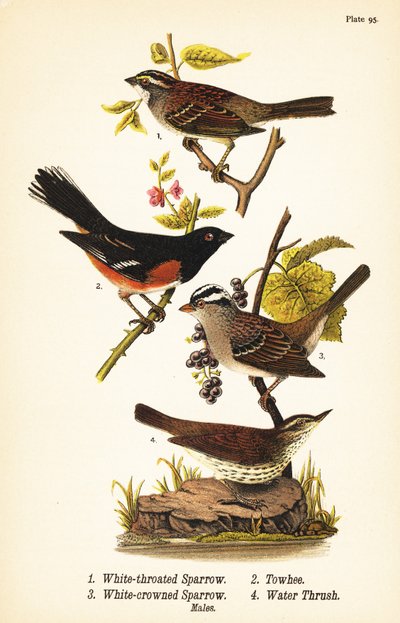 白喉麻雀, Zonotrichia albicollis 1, Eastern towhee, Pipilo erythrophthalmus 2, 白冠麻雀, Zonotrichia leucophrys 3, 和北方的画眉, Parkesia noveboracensis 4 作者 约翰·詹姆斯（后）奥杜邦