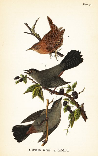冬鹪鹩，Troglodytes hiemalis 1，和灰猫鸟，Dumetella carolinensis猫鸟 2 作者 约翰·詹姆斯（后）奥杜邦