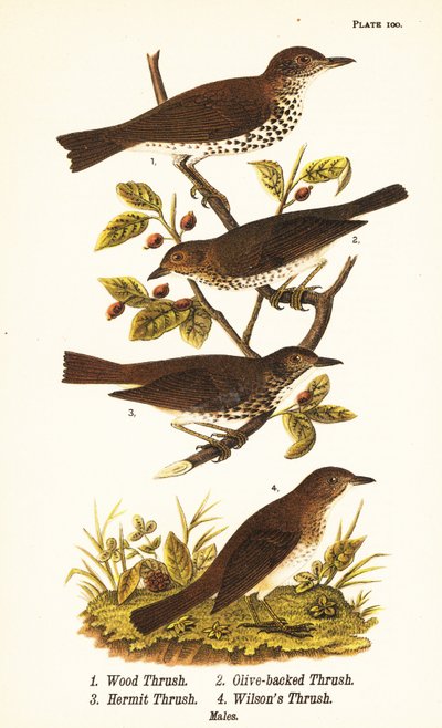 Wood thrush、Hylocichia mustelina 1、Swainson