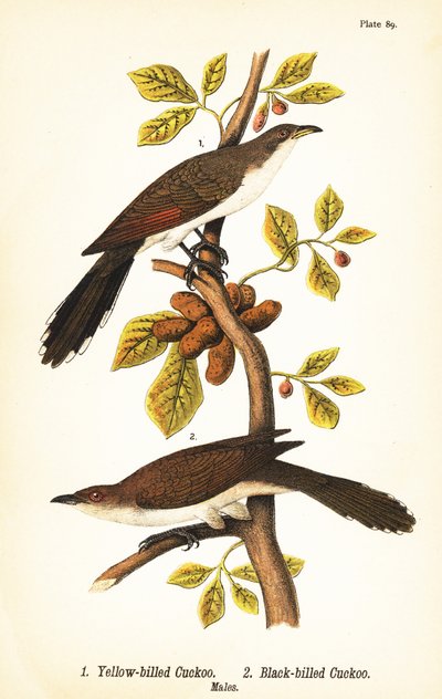 黄嘴杜鹃 (Coccyzus americanus 1) 和黑嘴杜鹃 (Coccyzus erythropthalmus 2)，雄性 作者 约翰·詹姆斯（后）奥杜邦