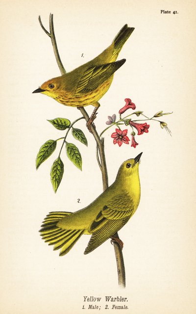 黄莺，Setophaga petechia，雄性1，雌性2 作者 约翰·詹姆斯（后）奥杜邦