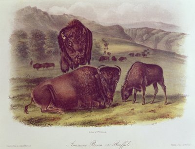 美国野牛或布法罗，来自&39;北美四足动物&39;，1842-45 作者 约翰·詹姆斯·奥杜邦