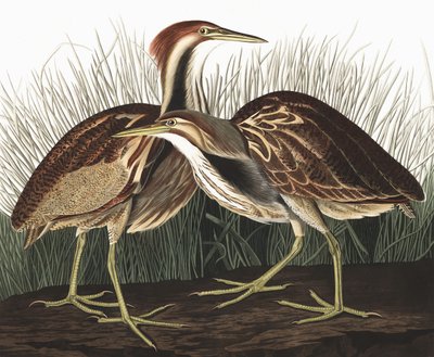 美国Bittern，Botaurus Lentiginosus，来自John J. Audubon，酒吧的“The Birds of America”。 1827年至1838年 作者 约翰·詹姆斯·奥杜邦