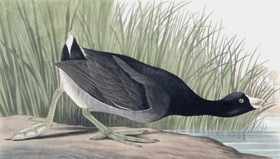 American Coot，Fulica Americana，来自John The Audubon的“The Birds of America”，酒吧。 1827年至1838年 作者 约翰·詹姆斯·奥杜邦