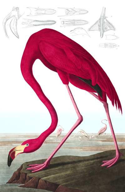 美国火烈鸟，Phoenicopterus Ruber，出自约翰-J-奥杜邦的《美国鸟类》，出版于1827-38年（手绘）。1827-38(手绘版画) 作者 约翰·詹姆斯·奥杜邦