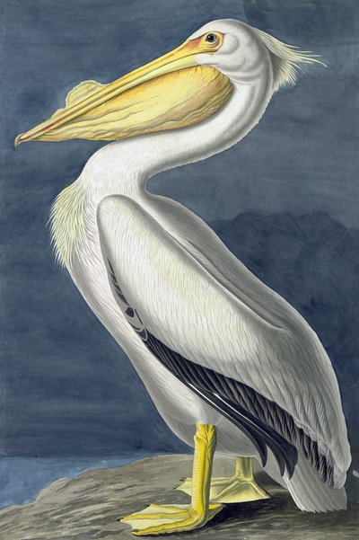 美国白鹈鹕，Pelecanus Erythrorhynchos，来自John The Audubon，酒吧的“美国鸟类”。 1827年至1838年 作者 约翰·詹姆斯·奥杜邦