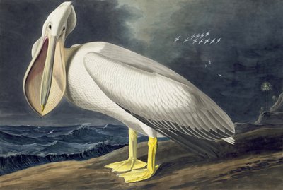 美国白鹈鹕，Pelecanus Erythrorhynchos，来自John The Audubon，酒吧的“美国鸟类”。 1827年至1838年 作者 约翰·詹姆斯·奥杜邦