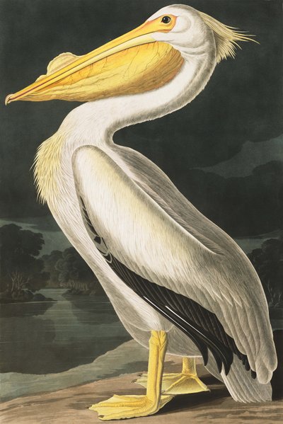 美国白鹈鹕，Pelecanus Erythrorhynchos，来自John The Audubon，酒吧的“美国鸟类”。 1827年至1838年 作者 约翰·詹姆斯·奥杜邦