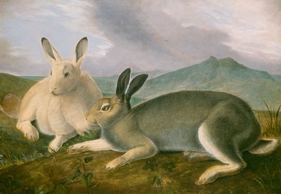 Arctic Hare，c.1841（笔和黑色墨水，纸上有水彩和油画颜料） 作者 约翰·詹姆斯·奥杜邦