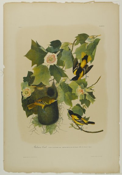 巴尔的摩金莺，由Julien Bien印刷，由Roe Lockwood＆Son出版，1861年（彩色石版画） 作者 约翰·詹姆斯·奥杜邦