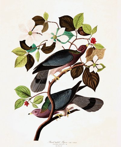 Band Tailed Pigeon，Columba Fasciata，来自John The Audubon，酒吧的“The Birds of America”。 1827年至1838年 作者 John James Audubon