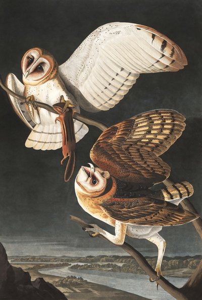 谷仓猫头鹰，Tyto Alba，来自John The Audubon，酒吧的“The Birds of America”。 1827年至1838年 作者 约翰·詹姆斯·奥杜邦