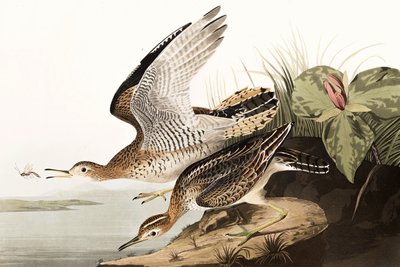 Bartram Sandpiper，Bartramia Longicauda，来自John The Audubon，酒吧的“The Birds of America”。 1827年至1838年 作者 约翰·詹姆斯·奥杜邦