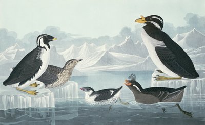 黑喉海雀科，点头金bb，卷曲冠海雀，角嘴海雀，取材于大自然 作者 约翰·詹姆斯·奥杜邦