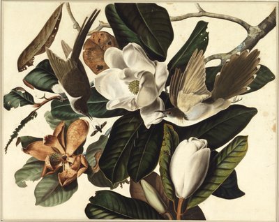 黑嘴杜鹃，1822年（纸上有石墨和石墨） 作者 John James Audubon
