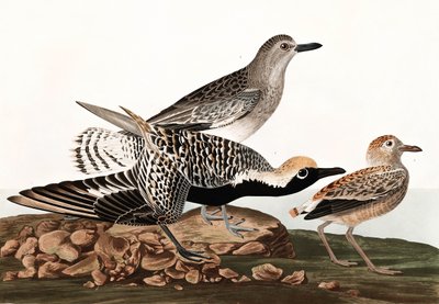 黑腹鹦鹉，Charadrius Helveticus，来自John The Audubon，酒吧的“美国鸟类”。 1827年至1838年 作者 约翰·詹姆斯·奥杜邦