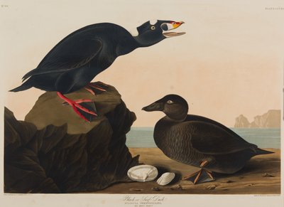 黑色或冲浪鸭，1836年（纸上wc） 作者 约翰·詹姆斯·奥杜邦