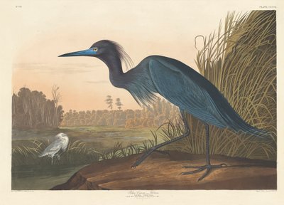蓝鹤或苍鹭，1836年 作者 约翰·詹姆斯·奥杜邦