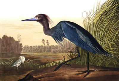 蓝鹤或苍鹭，Ardea Coerulea，来自John The Audubon，酒吧的“The Birds of America”。 1827年至1838年 作者 约翰·詹姆斯·奥杜邦