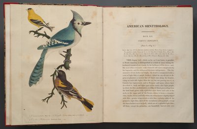 Blue Jay，来自Elephant Folio的页面（1827-38） 作者 约翰·詹姆斯·奥杜邦