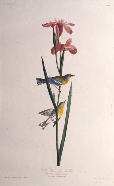 蓝黄色背莺。摘自《美国鸟类》，1827-1838年。 作者 约翰·詹姆斯·奥杜邦
