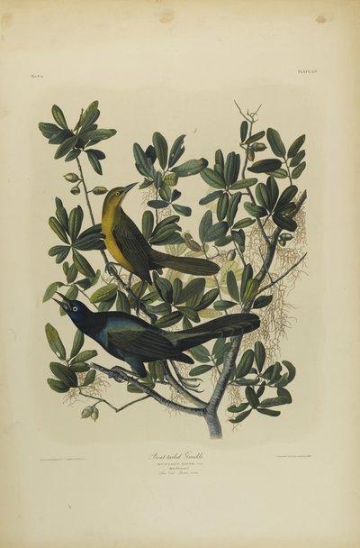 船尾Gra哥，由Julien Bien印制，由Roe Lockwood＆Son出版，1861年（彩色石版画） 作者 约翰·詹姆斯·奥杜邦