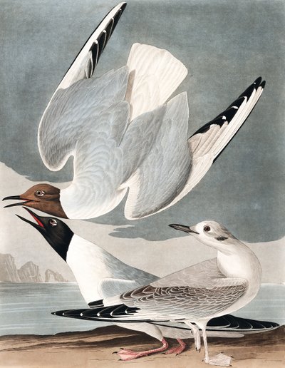Bonapartian Gull，Larus Bonapartii，来自John The Audubon，酒吧的“The Birds of America”。 1827年至1838年 作者 约翰·詹姆斯·奥杜邦