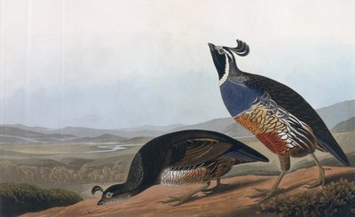 加利福尼亚鹧,,来自&39;美国鸟&39;，由Robert Havell（1793-1878）1838年刻 作者 约翰·詹姆斯·奥杜邦